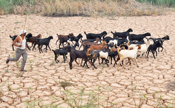 Villagers In Erode Sacrifice 3000 Goats To Placate The Rain Gods