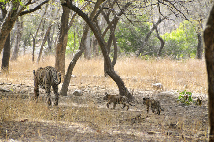 Tigress with cubs makes home in Shahjahanpur village
