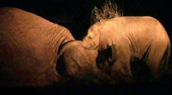 Baby elephant comforts dying mother