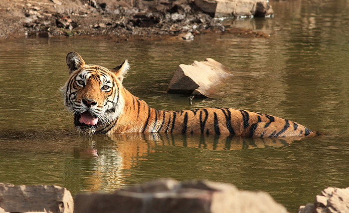 In Memory Of Machli - The Queen Mother Of Indian Tigers, Nature's Own ...