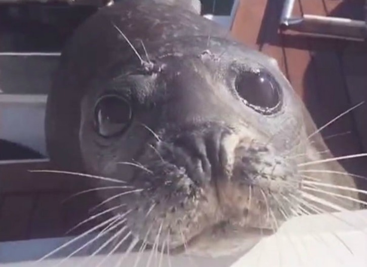 Fearless Seal Chased By 12 Hungry Killer Whales Jumps Onto Guy's Boat