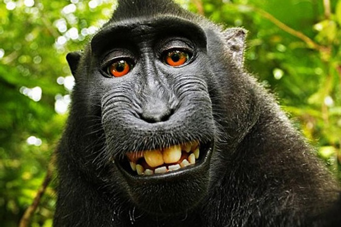 Naruto, a famous monkey known for taking a selfie