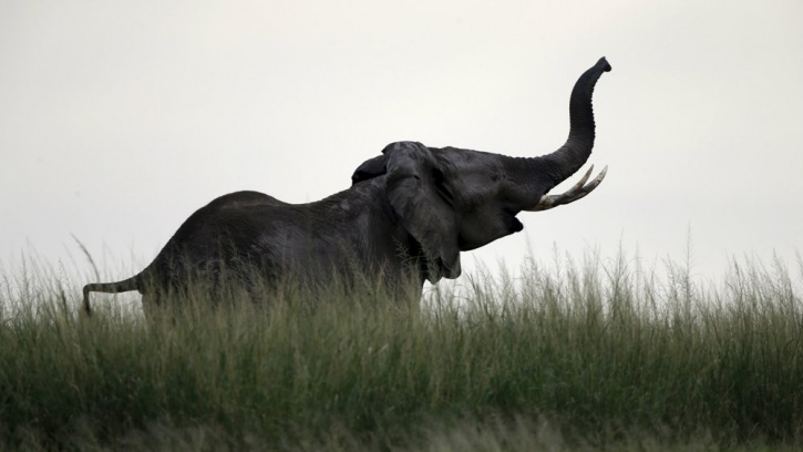 Elephants On The Path To Extinction As India Sees A Rise In Illegal