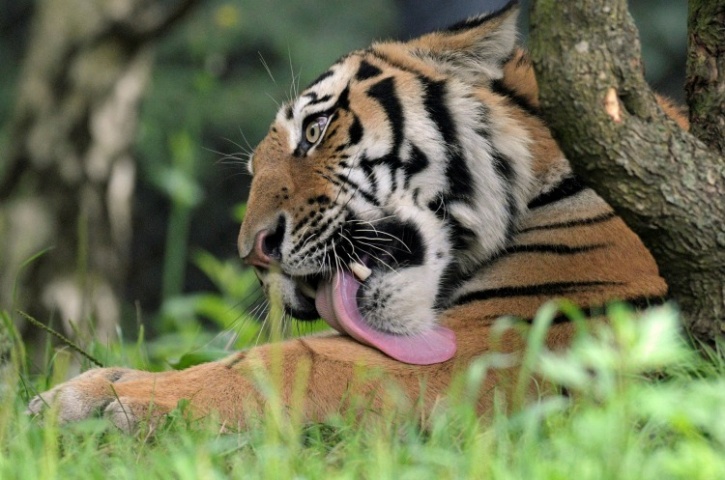 Man-eating tiger