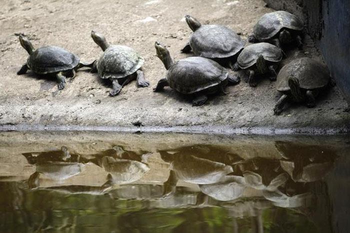 Government Now Plans To Use Turtles To Clean The Ganges, Breeding ...