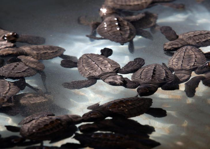 Government Now Plans To Use Turtles To Clean The Ganges, Breeding 