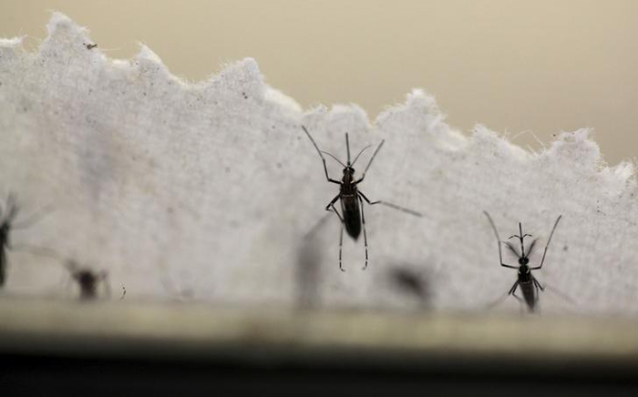 Dengue, Chikungunya, Viral Fever