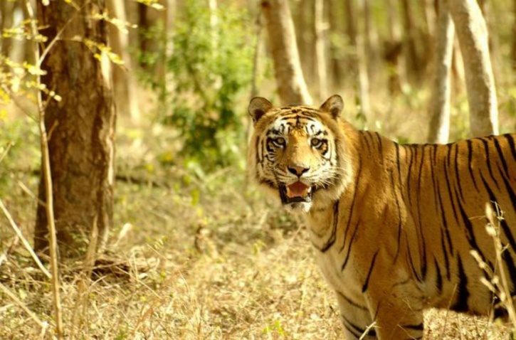 Tiger and Lion Safari near Shivamogga