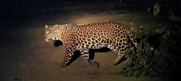 Leopard Caught Alive In Delhi For The First Time From Yamuna ...