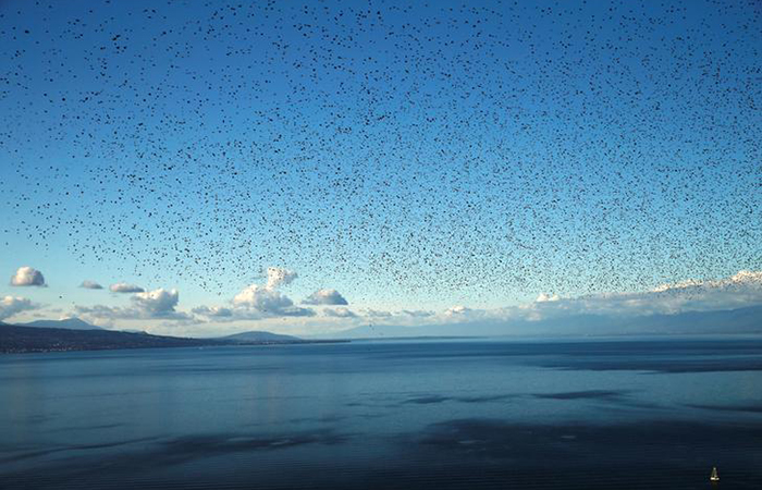 A flock of starlings flies over Lake