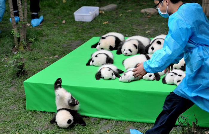 A giant panda cub falls from the stage