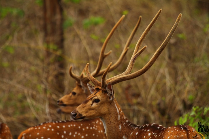 deer antlers india