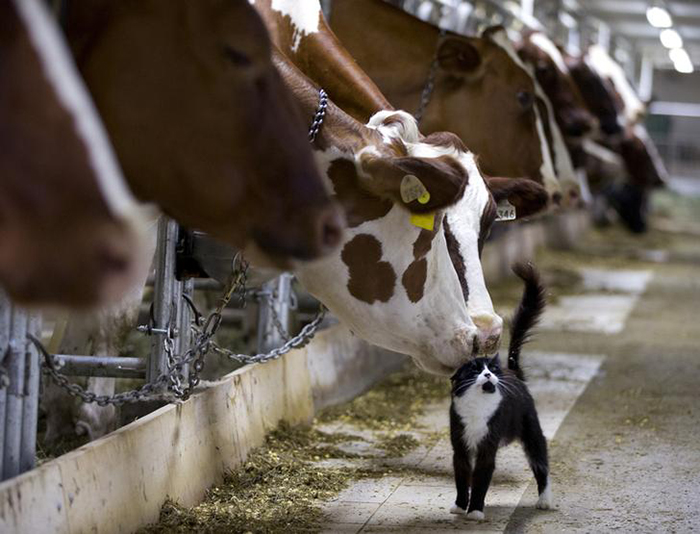 cows nuzzle a barn cat 