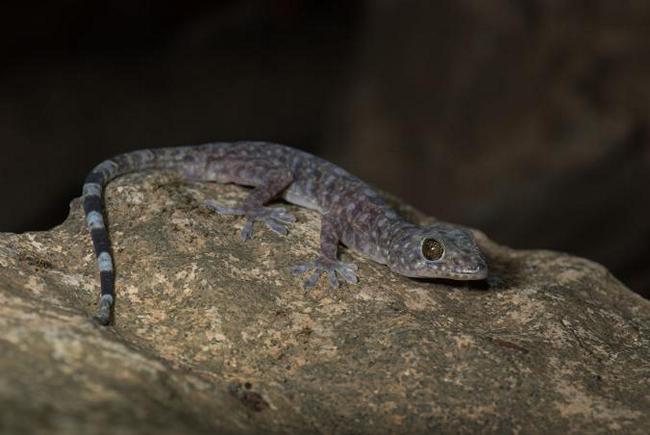 cave gecko