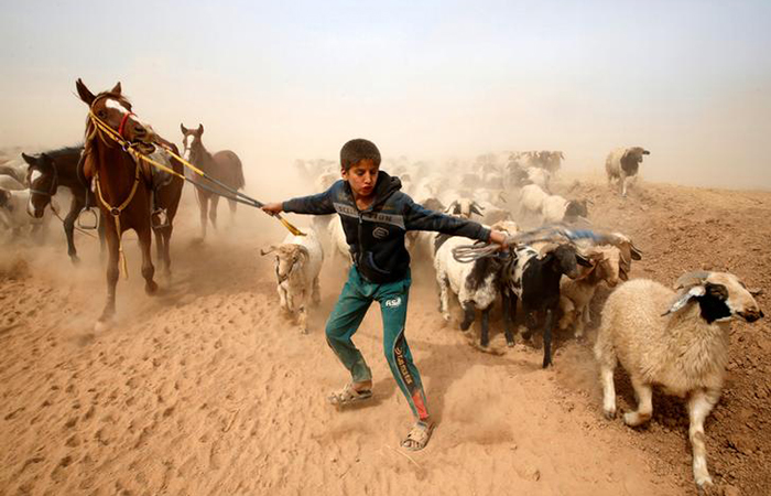 Iraqi boy leads his animals