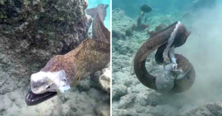 Watch Snorkeller Almost Gets Attacked By Aggressive Eel After It Rips 