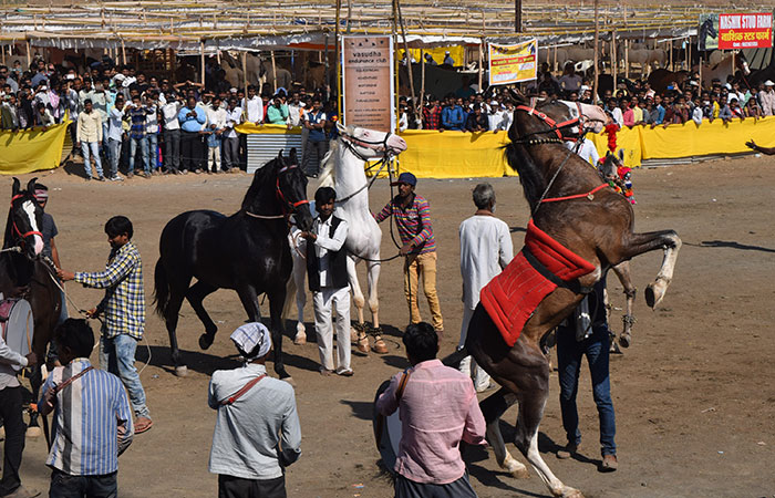 Inside The Sarangkheda Festival - An Equine Fiesta Dedicated To The ...