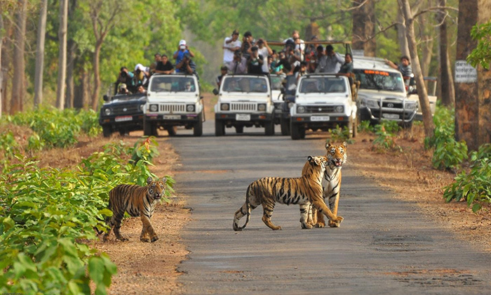 Tiger Reserve In Maharashtra