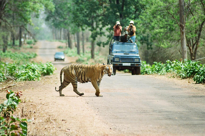 Inside Tadoba National Park - The Largest Tiger Reserve In Maharashtra