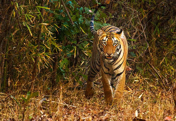 Inside Tadoba National Park - The Largest Tiger Reserve In Maharashtra