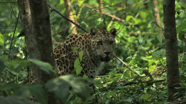 Leopard Dooars