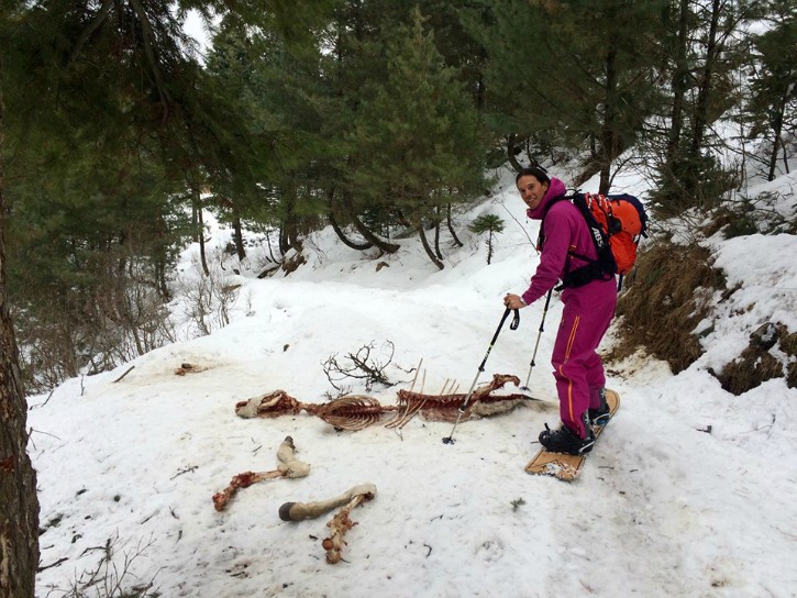 Australian Tourist Comes Across Endangered Snow Leopard While Skiing In Kashmir