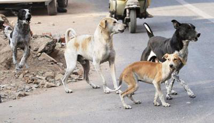 Chennai Has Put 2800 Street Dogs To Sleep In The Last 4 Years