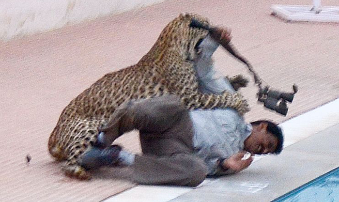 Man Willingly Gets Bitten By Leopard So That It Doesn