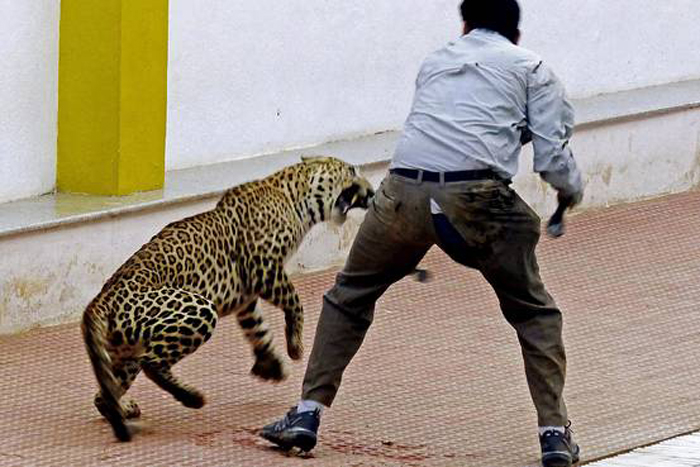 Man Willingly Gets Bitten By Leopard So That It Doesn