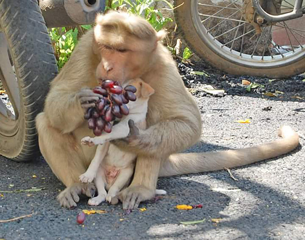 Monkey adopts dog