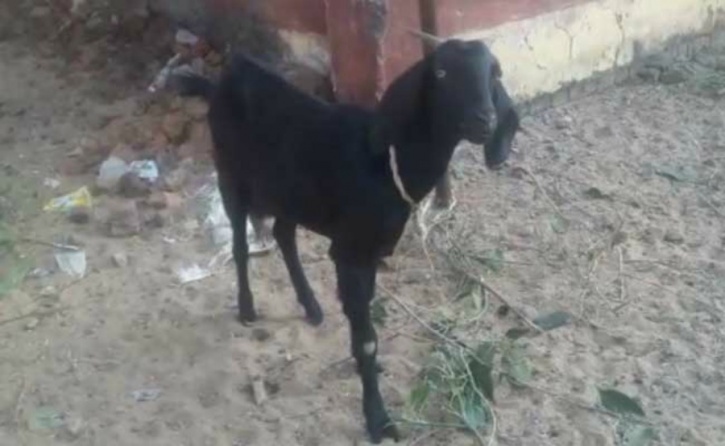 Chhattisgarh Police Arrests Goat For Trespassing
