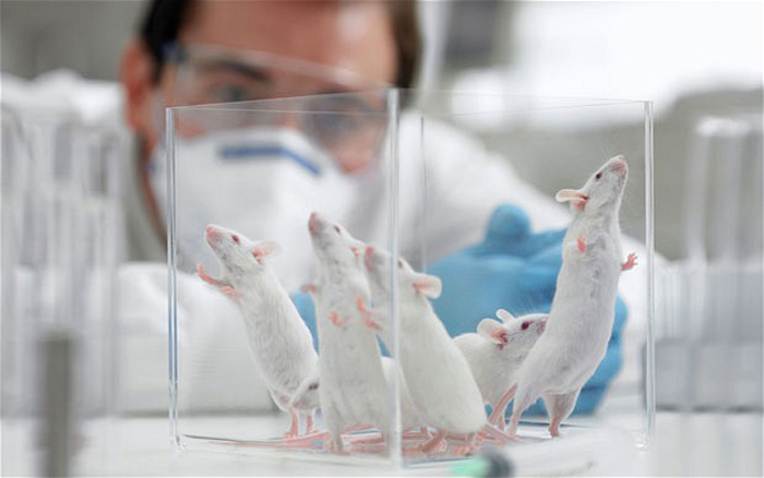 Elixir of youth tested successfully on mice