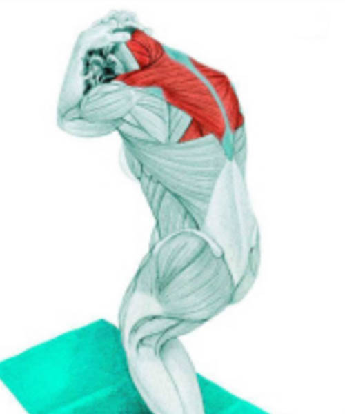 Stretch Muscles