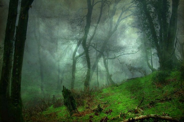 Hoia Baciu Forest Is Where Emraan Hashmi Is Shooting For Raaz 4 And It Sounds Terrifying Af