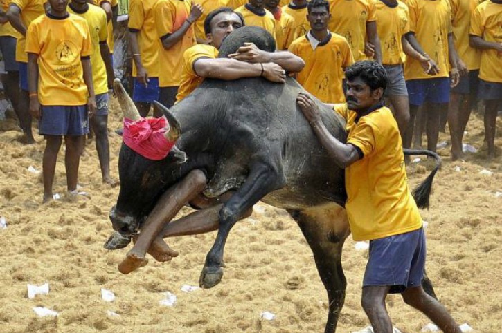 Tamil Nadu To Conduct Controversial Bull-Taming Sport