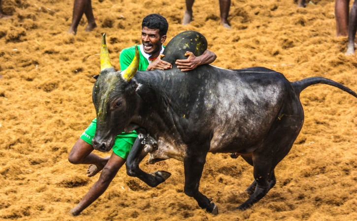 Tamil Nadu To Conduct Controversial Bull-Taming Sport