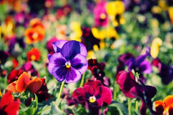 Edible Flowers Health Benefits