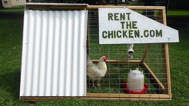 rent the chicken 