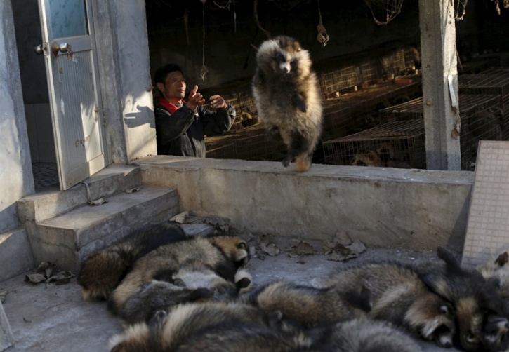 China Fur Trade