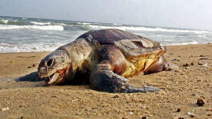 Olive Ridley Turtles were found dead on the beaches of Andhra Pradesh