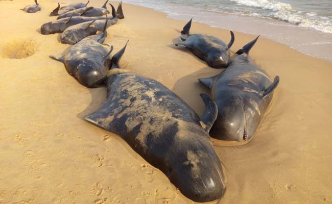 More Than 100 Whales Wash Up On Beaches Of Tamil Nadu, 20 Die And Rest Struggling To Stay Alive