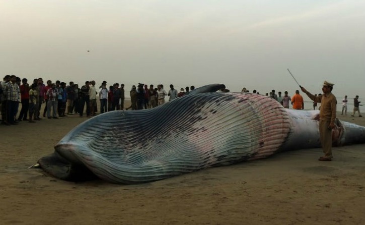 Whale Washes Ashore In Mumbai