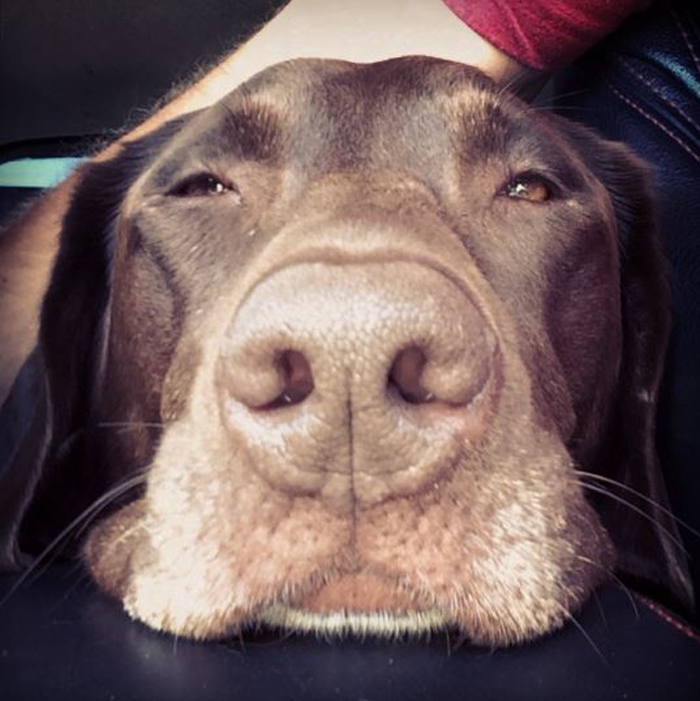 This Man Took His Dying Dog Across The US To Bid Her A Happy Farewell