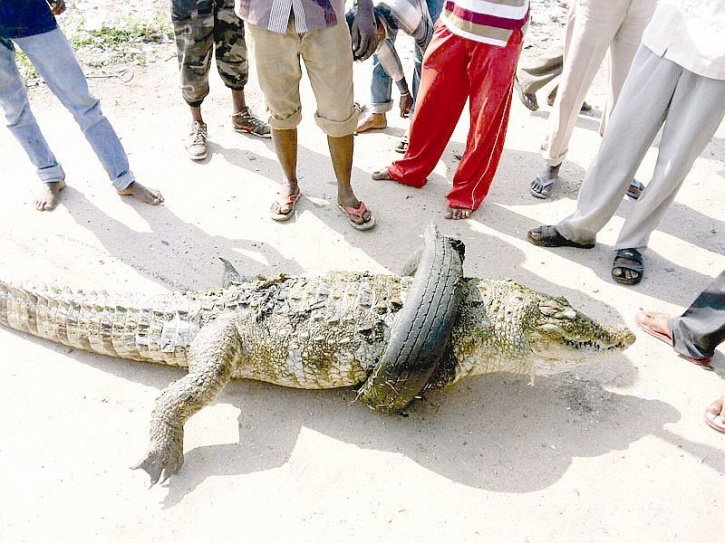 Crocodile Takes A Stroll Near Iit Mumbai After Bmc Builds Them A Road Out Of Lake 3828