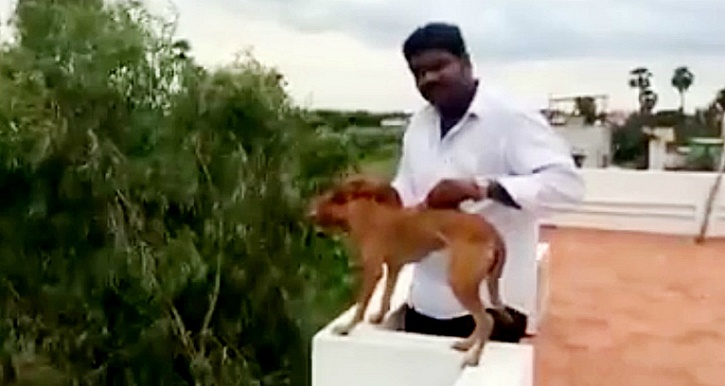 man throws dog off roof