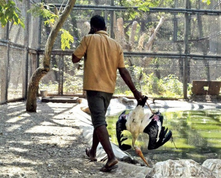Painted Stork died for lack of water