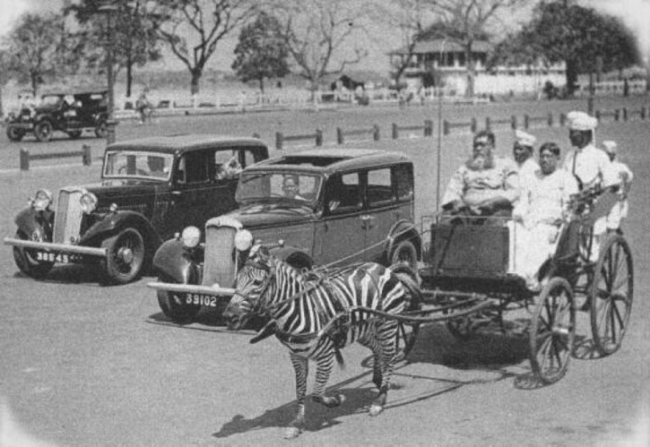 Zebra Cart
