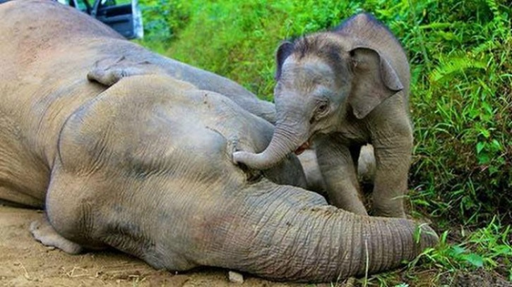 Elephant calf with dead mother