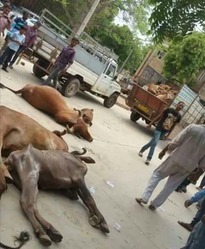 Gujarat Cow 