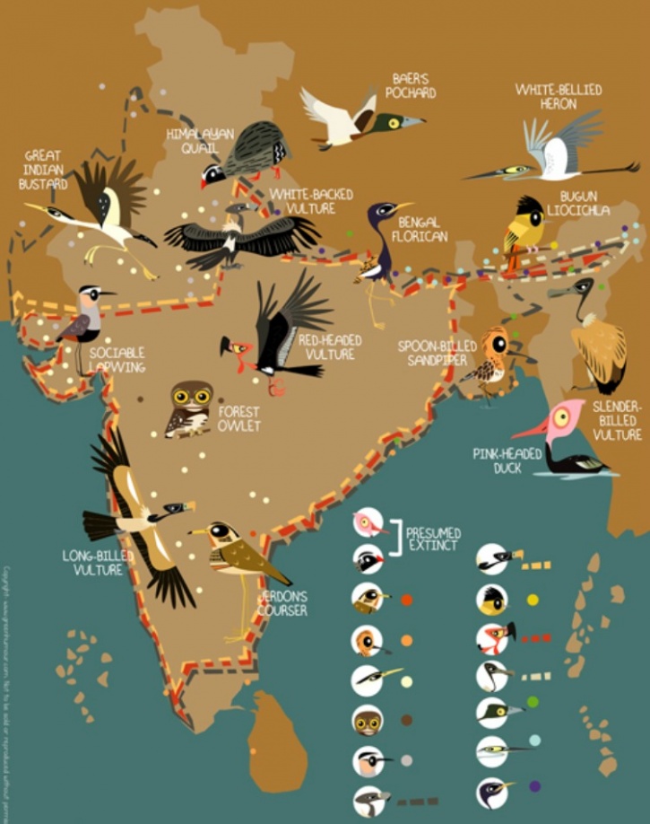 Birds of 

India